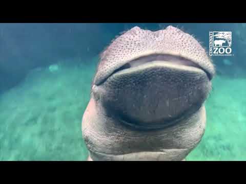 Baby Hippo Fiona's Year 4 Highlights - Cincinnati Zoo