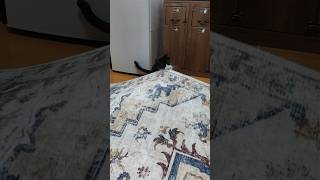 いたずらの達人 #shorts