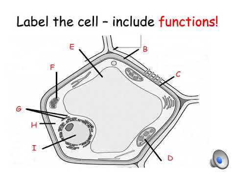 National 5 - Plant and Fungal cells