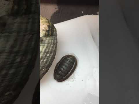 Ancient creature found in a shell (Chiton)