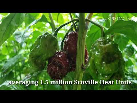 Growing Aji Dulce, Black Cobra, Chocolate 7 Douglah & 20 Other Super Hot Peppers In Ohio