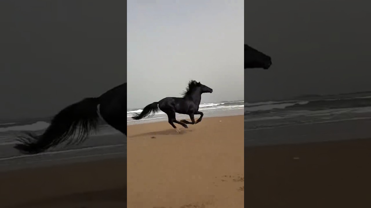 #horse #rekkkkkk #shayxrahmatullohtermiziy