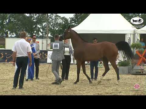 N 88 GENOVIA WN   Arabian Horse Weekend 2021   International