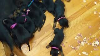 Video preview image #26 Rotterman Puppy For Sale in PARK, VA, USA