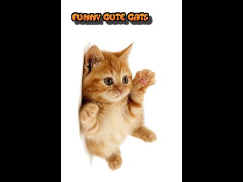 Funny Cute Cats-My life By-Akila-Funny Cracks #4