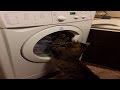 Cat Vs Washing Machine Cat Fights Washing Machine