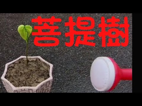 菩提樹種植