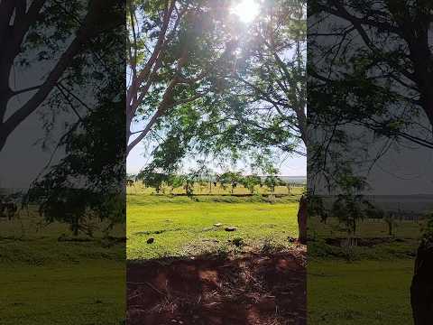 28/11/25, Nova América, Distrito de Caarapó, MS.#turismo #caarapó #viagem #matogrossodosul