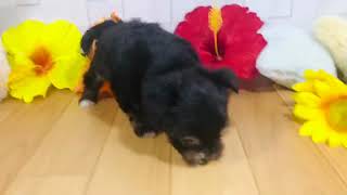 ハーフ犬の動画01