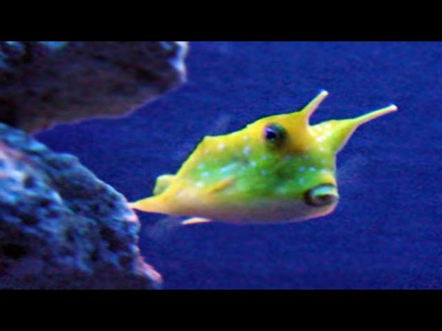 Cowfish (Lactoria cornuta) - Marine Tropical Fish