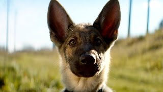 Смотреть онлайн Трейлер фильма Собачья жизнь на русском 2017