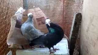 preview picture of video 'Black n Silver Mookee Pigeons'