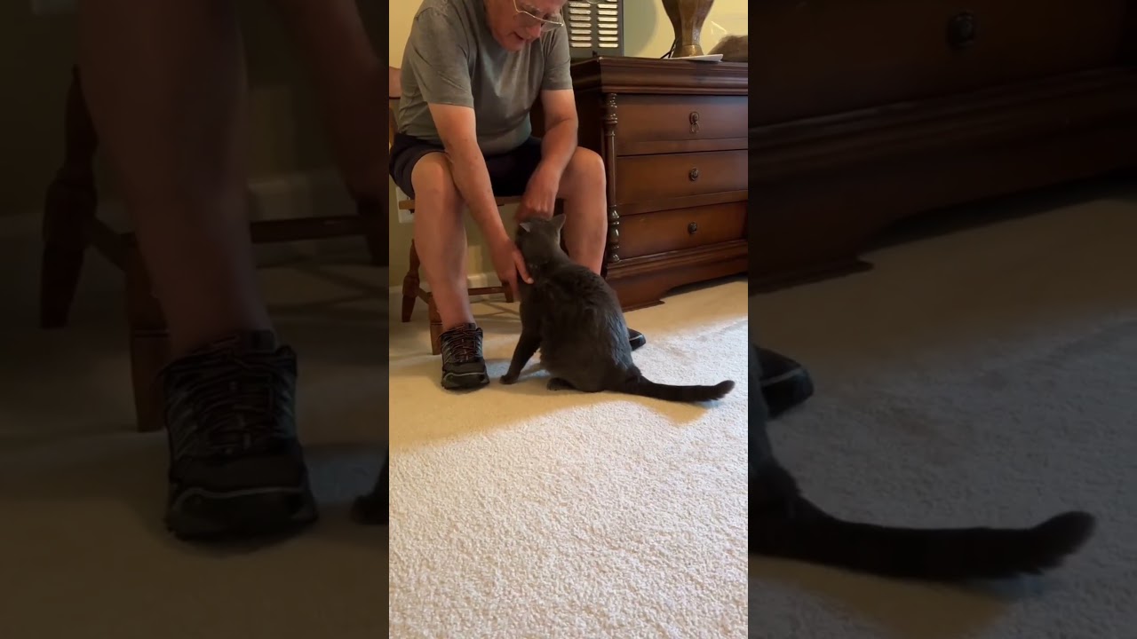 Breezy (52158/2235), an adoptable Domestic Short Hair in Manassas, VA video 3/5