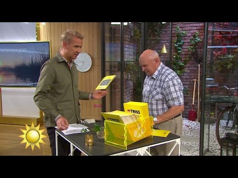 "Den där kastar vi iväg" - se när Jesper slänger Triss-lotten av misstag - Nyhetsmorgon (TV4)