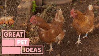Chicken and the Egg | PETS | Great Home Ideas