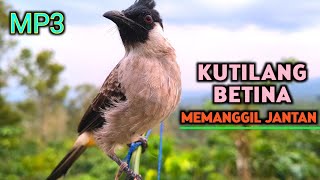 Download lagu Suara Burung Kutilang Betina Gacor Cocok Untuk Pancingan Agar Bunyi mp3