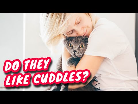Do British Shorthair Cats Like To Be Picked Up And Cuddled?