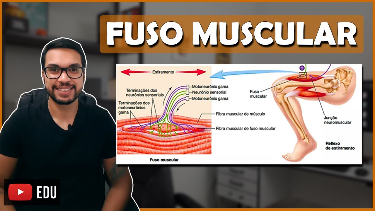 REFLEXO DE ESTIRAMENTO/MIOTÁTICO [Fibras Musculares 05]