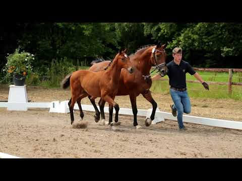 Stute, geb. 04.04.2021 – V: Friedrich der GroßeM: Stedinger - Pinkus