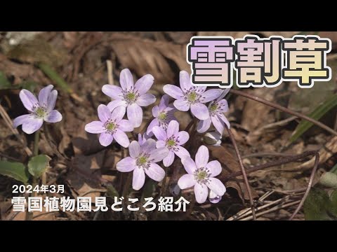 冬の雪だるま、ボドナントの雪だるま 植物