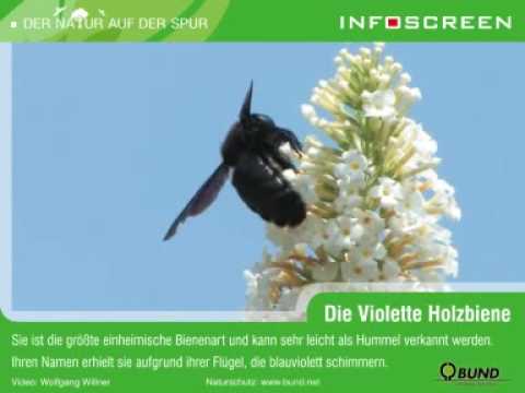 Die Violette Holzbiene (Xylocopa violacae)