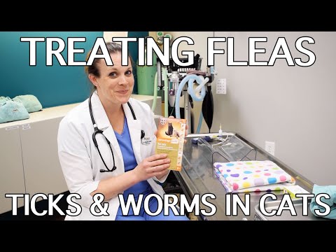 How To Treat Fleas, Ticks & Worms In Cats