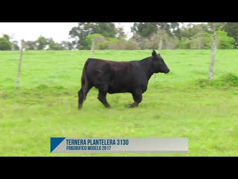 Ternera Plantelera 3130 - Frigorífico Modelo 2017