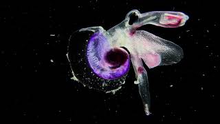 Manta Ray  by ANOHNI and J  Ralph