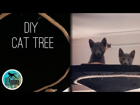 How i craft a SIMPLE Cat Tree with Wood Branches and Goat Leather 2 Russian Blue kitten