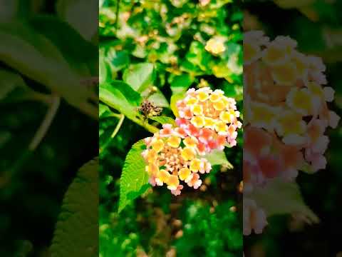 New flower short video karimulla #music