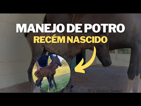 Care and management of newborn foals | M.V André Simon