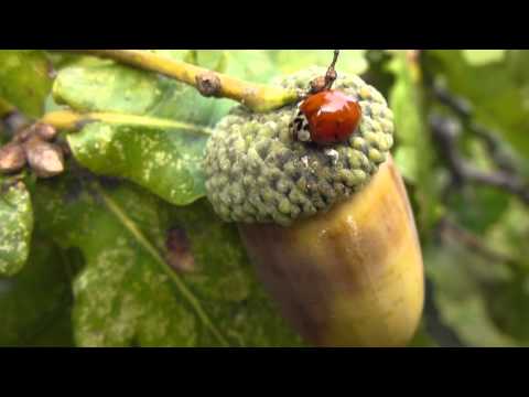 Cowdray Oak - Quercus robur and a Ladybird  - Eikartré -  Maríuhæna á akarni.