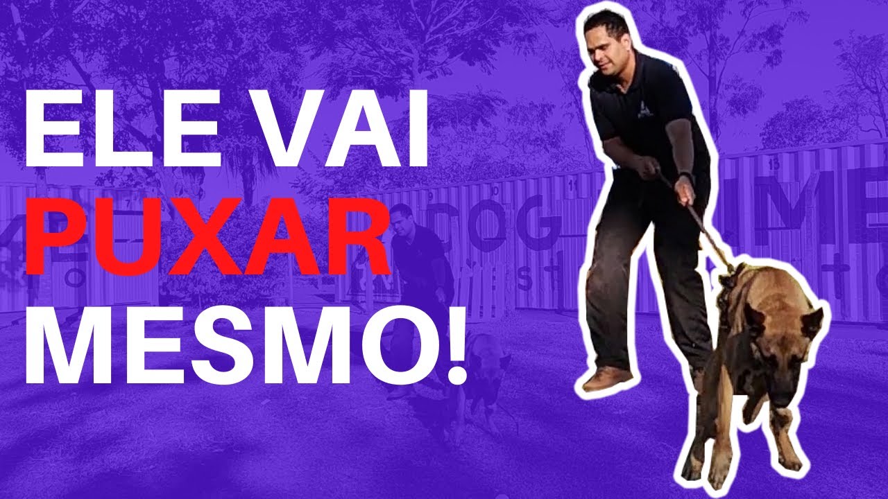 PASSEIO: Qual é o MELHOR tipo de GUIA para cachorro GRANDE e PEQUENO?