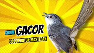 Download lagu CIBLEK GUNUNG GACOR NGEBREN UNTUK MASTERAN mp3