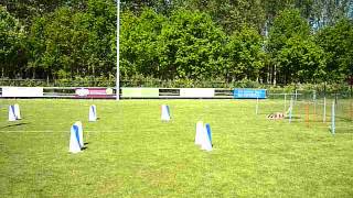 preview picture of video 'Flyball competitie 2013: KV Nieuwegein (Nieuwegein, 2013-06-02)'