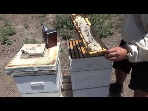 очередной осмотр семей на наличие товарного мёда 19/06/2017