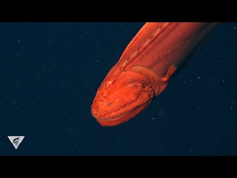 image-What is difference between whale and fish?