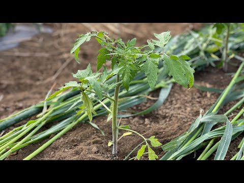 トマトの育て方: 好きな野菜の育て方 庭の練習