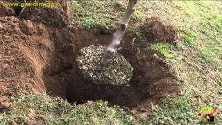 mettere a dimora un albero