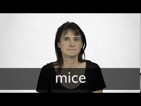 Hindi Translation of “mice” | Collins English-Hindi Dictionary