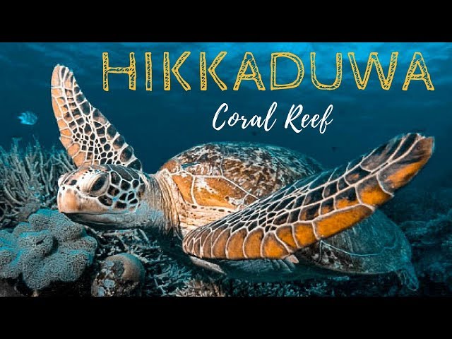 Hikkaduwa CORAL REEF - Best BEACHES and SNORKELING in SRI LANKA