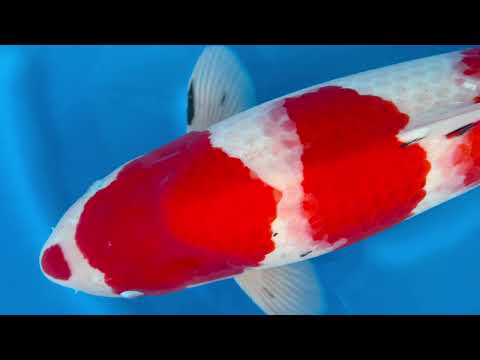 JKS online auction: JKS-AC 2025-12-05 4Sai Female Sanke 65 cm