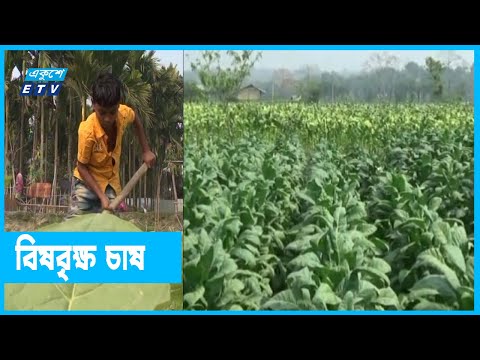 লালমনিরহাটে থামছেই না তামাকের চাষ