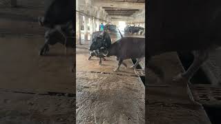 Slaughter House Karachi #animalsworld #cow #goat #buffallo #bull