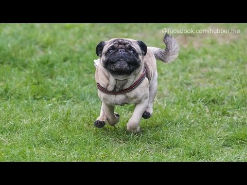 Internationales Mopstreffen in Berlin