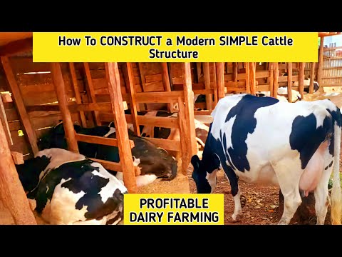 How to Construct a standard Cattle Shed in 2023 | Dairy Structure