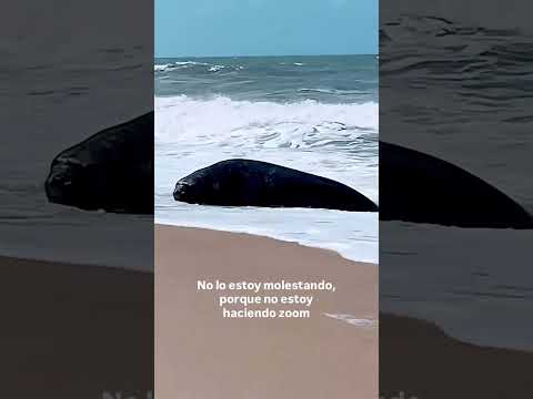🦭🌊 Un encuentro inolvidable en la costa de Rocha 🇺🇾