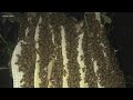 Mayor pro tem of McKinney relocates massive beehive from Celina backyard