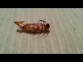 Куколка зофобаса линяет на жука. Zophobas morio pupa molting to beetle ...