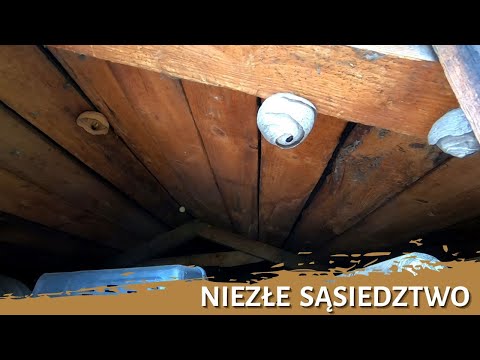 Niezłe sąsiedztwo - usuwanie gniazda - likwidacja gniazda - gniazdo szerszeni - szerszenie